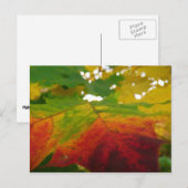 Kleuren van de Natuur "Maple Leaf Autumn" Fotograf Briefkaart (Voorkant / Achterkant)