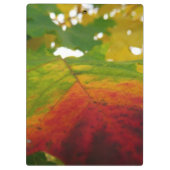 Kleuren van de Natuur "Maple Leaf Autumn" Fotograf Klembord (Achterkant)