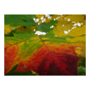 Kleuren van de Natuur "Maple Leaf Autumn" Fotograf Poster