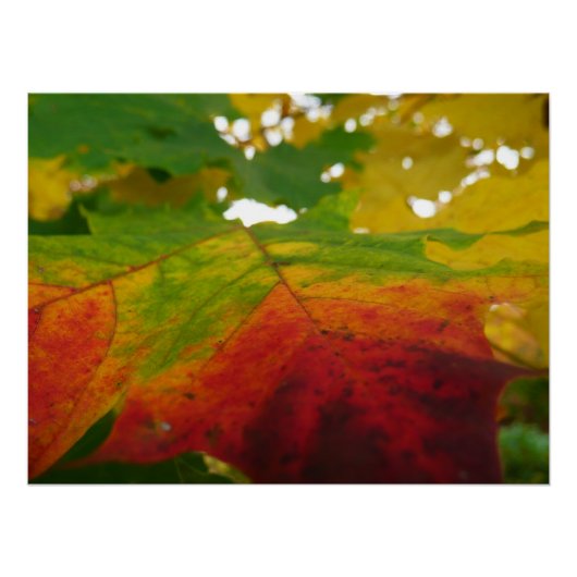 Kleuren van de Natuur "Maple Leaf Autumn" Fotograf Poster (Voorkant)