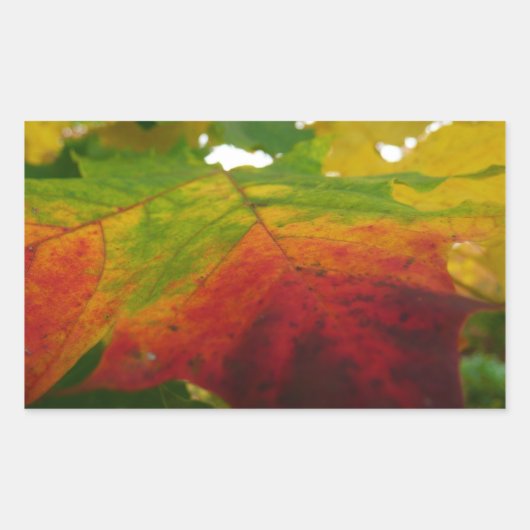 Kleuren van de Natuur "Maple Leaf Autumn" Fotograf Rechthoekige Sticker (Voorkant)