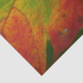 Kleuren van de Natuur "Maple Leaf Autumn" Fotograf Tissuepapier (Detail)