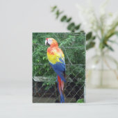 kleuren van de scharlaken ara briefkaart (Staand voorkant)
