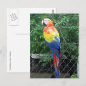 kleuren van de scharlaken ara briefkaart (Voorkant / Achterkant)