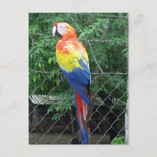 kleuren van de scharlaken ara briefkaart (Voorkant)