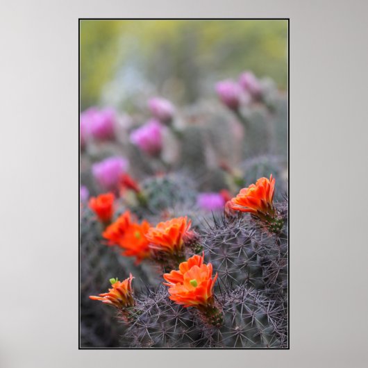 Kleuren van de woestijn poster (Voorkant)