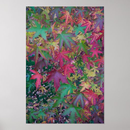 Kleuren van Herfst Poster (Voorkant)