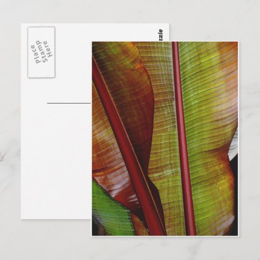 Kleuren van het Oerwoud Briefkaart (Voorkant / Achterkant)