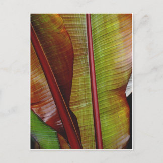 Kleuren van het Oerwoud Briefkaart