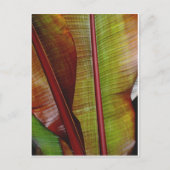 Kleuren van het Oerwoud Briefkaart (Voorkant)