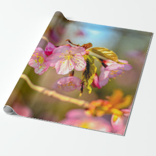 Kleuren van Sakura-bloemen in het voorjaar Cadeaupapier