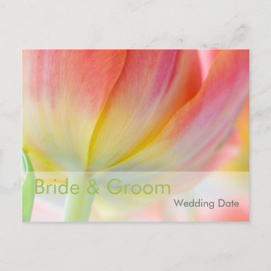 Kleuren van Spring Tulip · Orde van de Dag Briefka Briefkaart (Voorkant)
