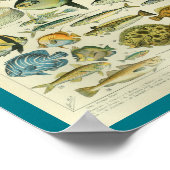 kleurenafdruk vis poster (Hoek)