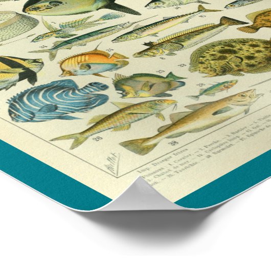 kleurenafdruk vis poster (Hoek)