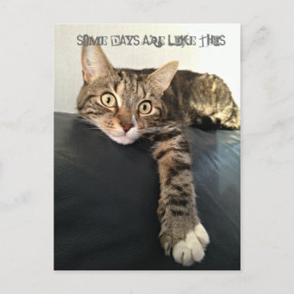 Kleurenfoto van kat die ontspannen briefkaart