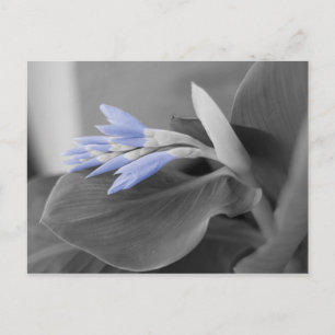 Kleurenfoto van lichte blauw ventilatorvouwen briefkaart