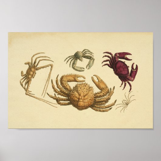 kleurenillustratie van krabben poster (Voorkant)