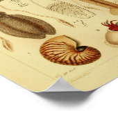  kleureninktvis, inktvis, kunstafdrukken poster (Hoek)