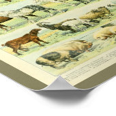  kleurenlandbouwhuisdieren afdrukken poster (Hoek)