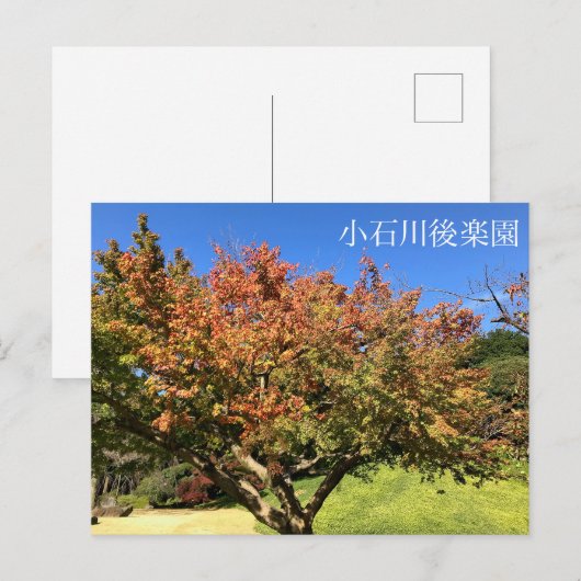 Kleurenmaasboom Briefkaart (Voorkant / Achterkant)