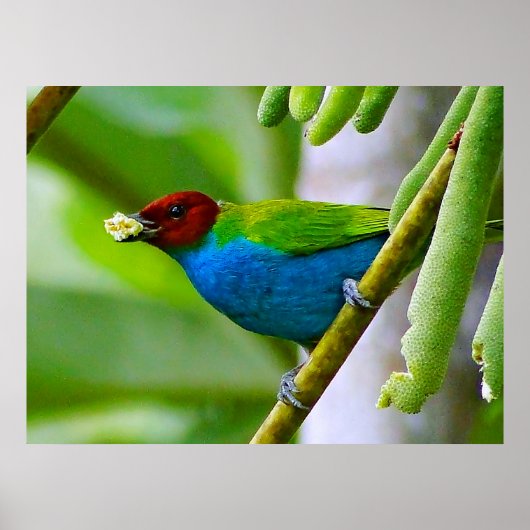 Kleurenmengsel Poster (Voorkant)