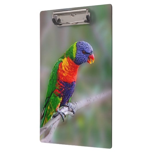 Kleurenpapegaai Klembord (Links)