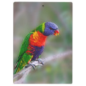 Kleurenpapegaai Klembord (Achterkant)