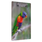 Kleurenpapegaai Klembord (Rechts)