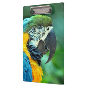 Kleurenpapegaai Klembord (Links)