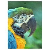 Kleurenpapegaai Klembord (Achterkant)