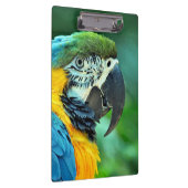 Kleurenpapegaai Klembord (Rechts)