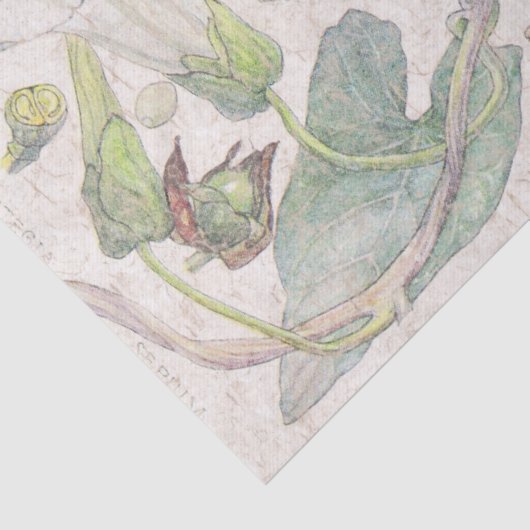 Kleurenpapier voor goudbloem tissuepapier (Detail)