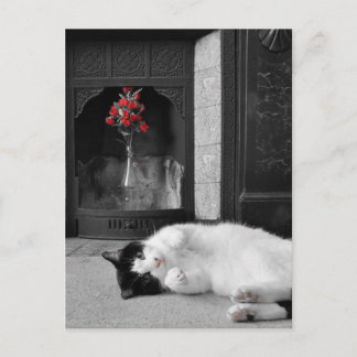 Kleurenplash Cat Briefkaart