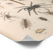 kleurenScorpion spin afdrukken Poster (Hoek)