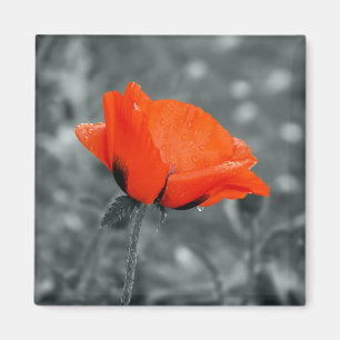 Kleurensleutel Poppy Magnet