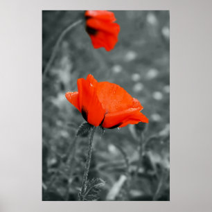 Kleurensleutel Poppy Poster