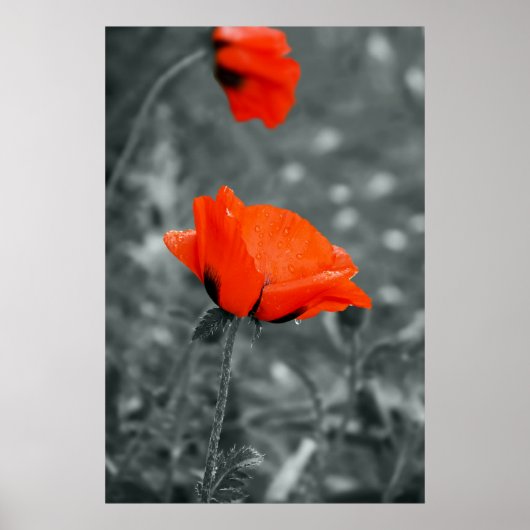 Kleurensleutel Poppy Poster (Voorkant)