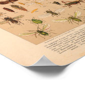  kleurensnijkunst afdrukken poster (Hoek)