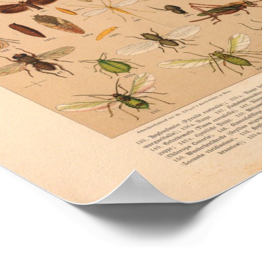  kleurensnijkunst afdrukken poster (Hoek)