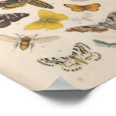  kleurenvlinders Moths afdrukken Poster (Hoek)