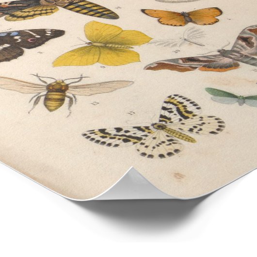  kleurenvlinders Moths afdrukken Poster (Hoek)