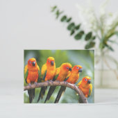 Kleurenvogels Briefkaart (Staand voorkant)