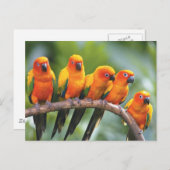 Kleurenvogels Briefkaart (Voorkant / Achterkant)