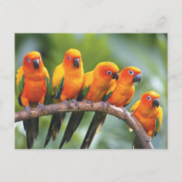 Kleurenvogels Briefkaart