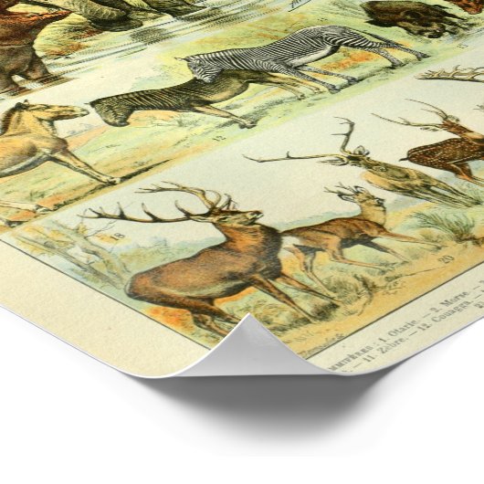  kleurenwilde zoogdieren afdrukken poster (Hoek)