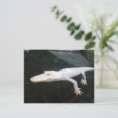 Kleurfoto van albino-zwemmers briefkaart (Staand voorkant)