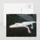 Kleurfoto van albino-zwemmers briefkaart (Voorkant / Achterkant)