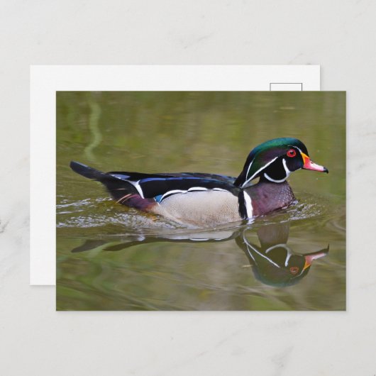 Kleurhouteend Briefkaart (Voorkant / Achterkant)