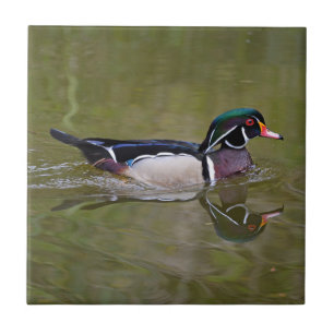 Kleurhouteend Tegeltje