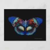 Kleurig Butterfly-ontwerp tegen zwarte achtergrond Briefkaart (Voorkant)